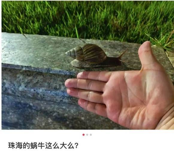 皇冠信用網登3代理
_雨后大量出现皇冠信用網登3代理
，广州街坊：一墙都是看得头皮发麻……提醒：不要碰也不要吃！