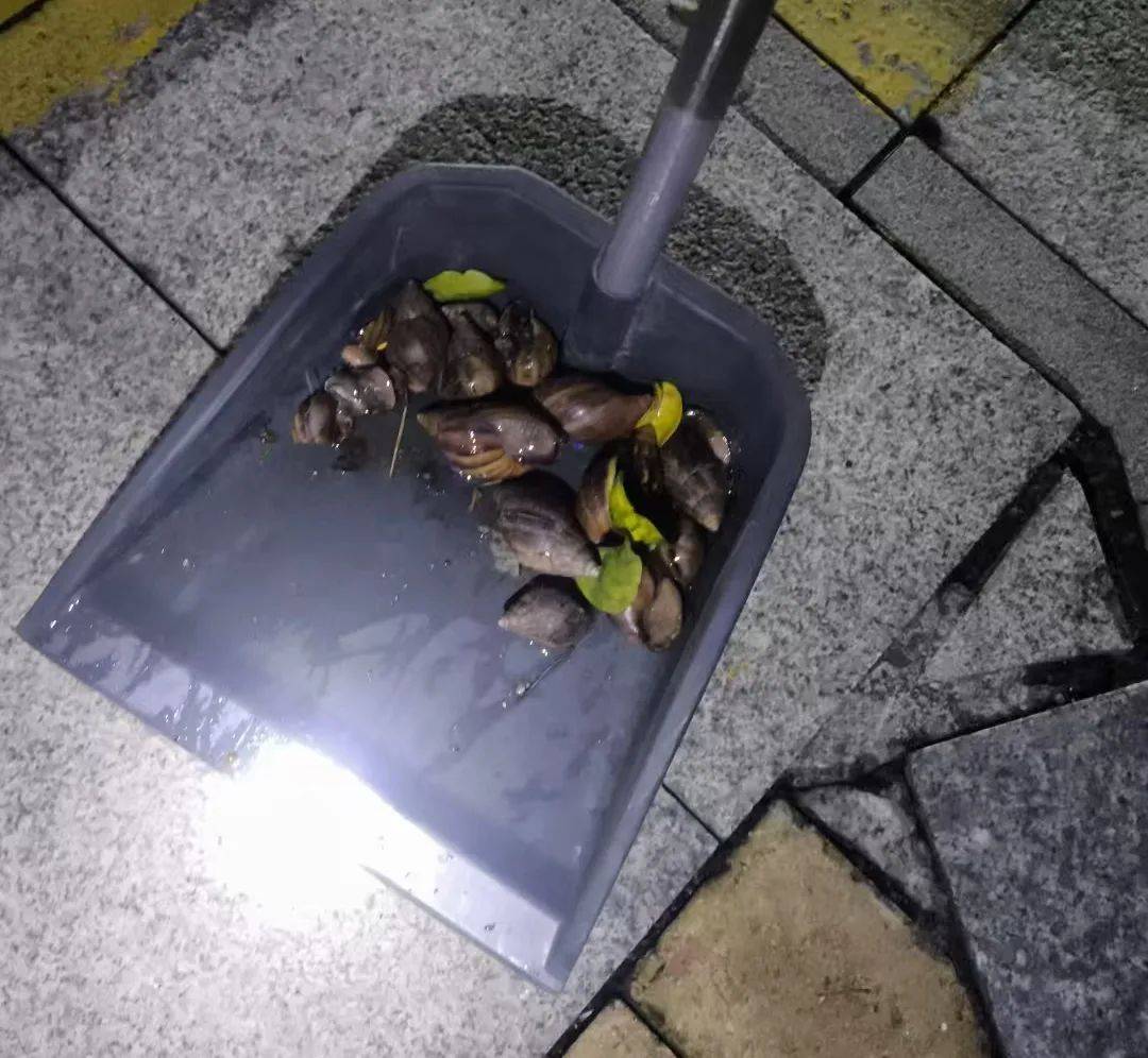 皇冠信用網登3代理
_雨后大量出现皇冠信用網登3代理
，广州街坊：一墙都是看得头皮发麻……提醒：不要碰也不要吃！