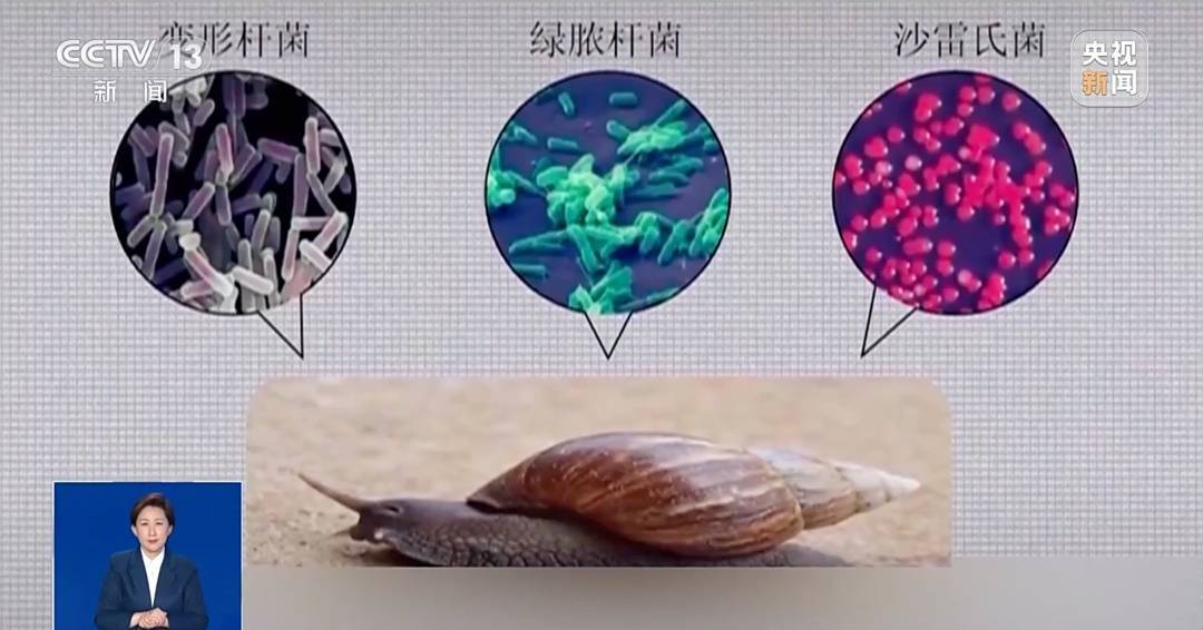 皇冠信用網登3代理
_雨后大量出现皇冠信用網登3代理
，广州街坊：一墙都是看得头皮发麻……提醒：不要碰也不要吃！