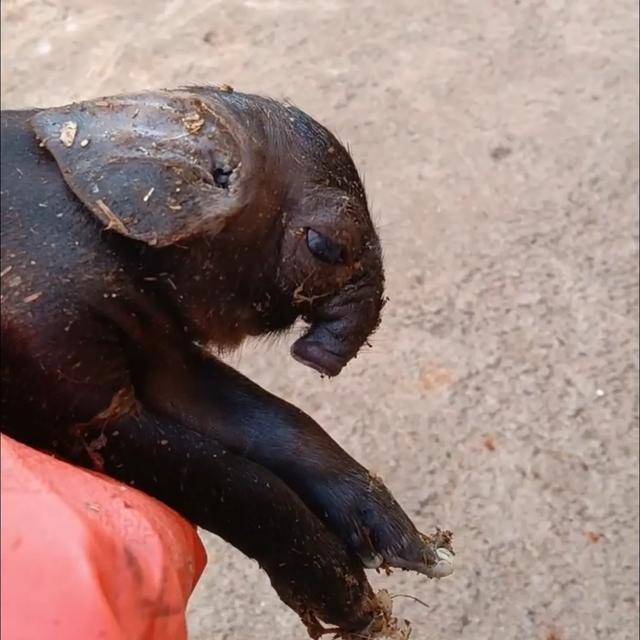 怎么申请皇冠信用網
_猪生象？云南一母猪诞下两只猪仔形似大象怎么申请皇冠信用網
，专家回应
