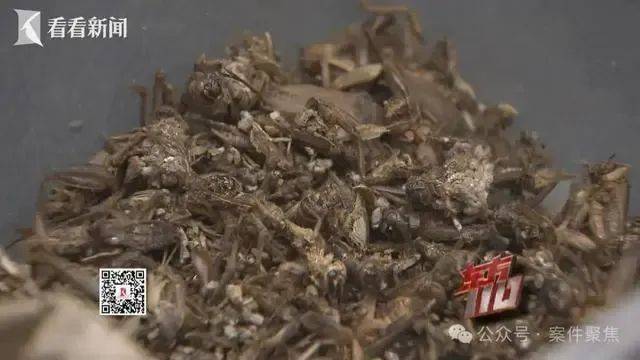 托特纳姆热刺VS伯恩利_00后女子上海旅游两个月花费0元托特纳姆热刺VS伯恩利，衣食住行赖账全靠“薅羊毛”，上海警方：已抓获！