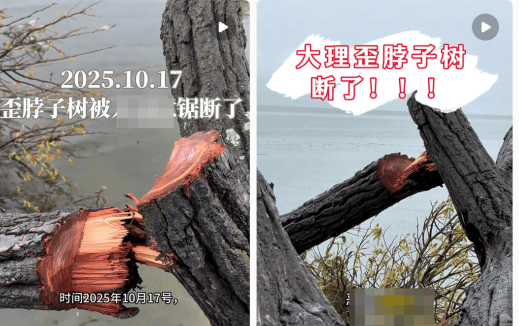 体育皇冠信用网
_大理洱海摄影师反映网红“歪脖子树”多处被锯 洱海管理局工作人员：情况正在核查