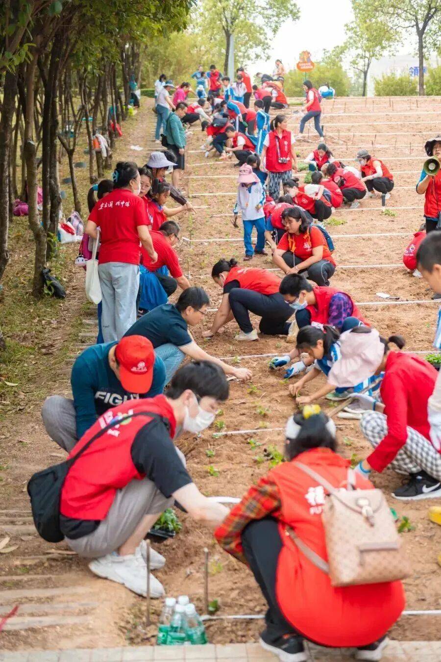 皇冠信用盘会员账号
_深圳市中心竟有一大片“红薯地”皇冠信用盘会员账号
!官方紧急提醒:请勿私挖