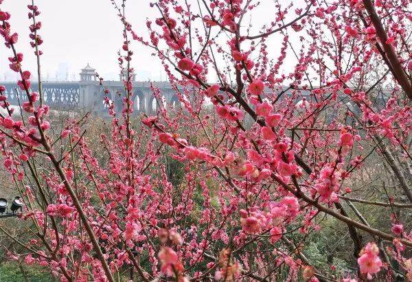 皇冠信用平台出租出售_直冲24℃!武汉多地提前出现皇冠信用平台出租出售,“过年就没见过”