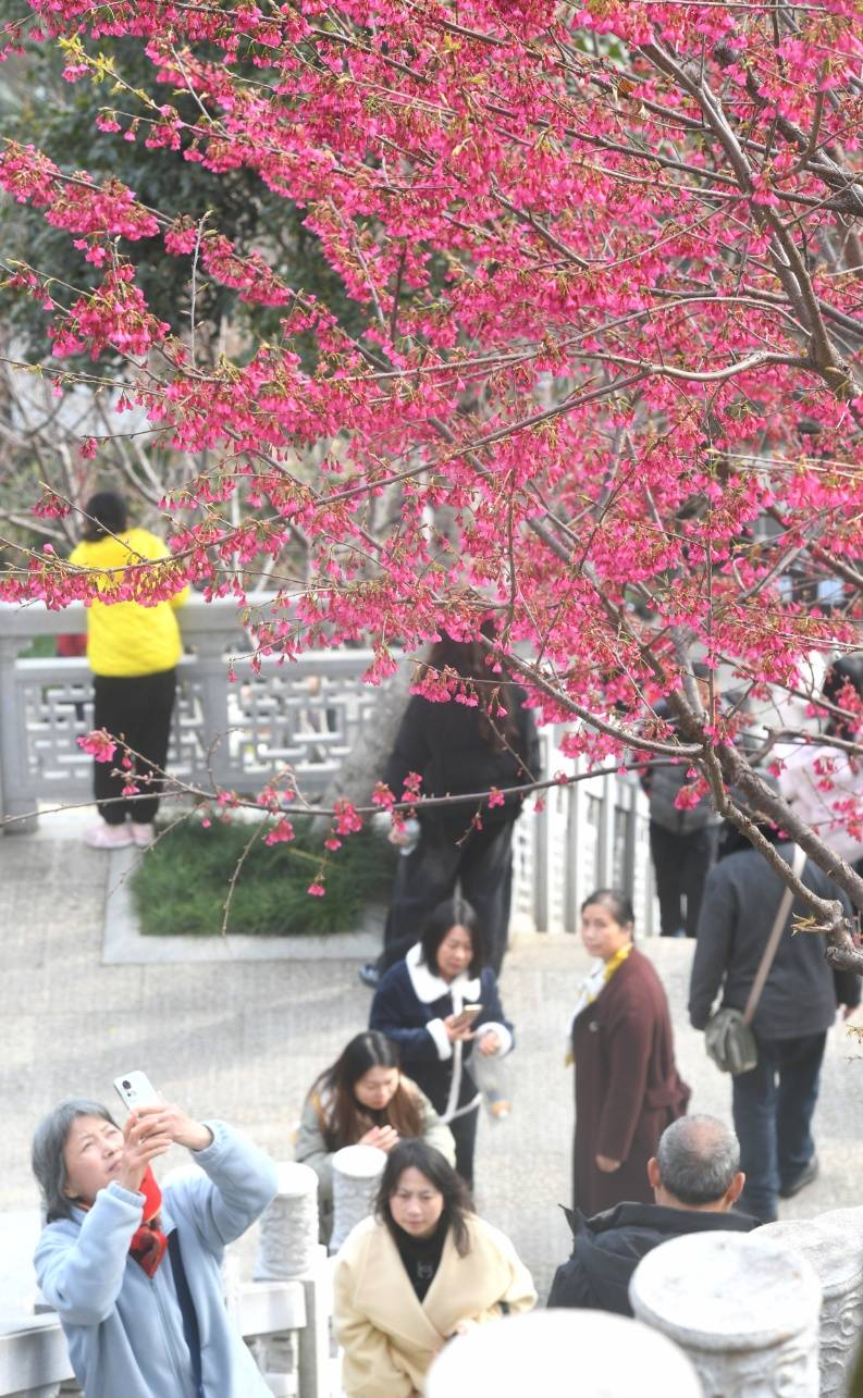 皇冠信用平台出租出售_直冲24℃!武汉多地提前出现皇冠信用平台出租出售,“过年就没见过”