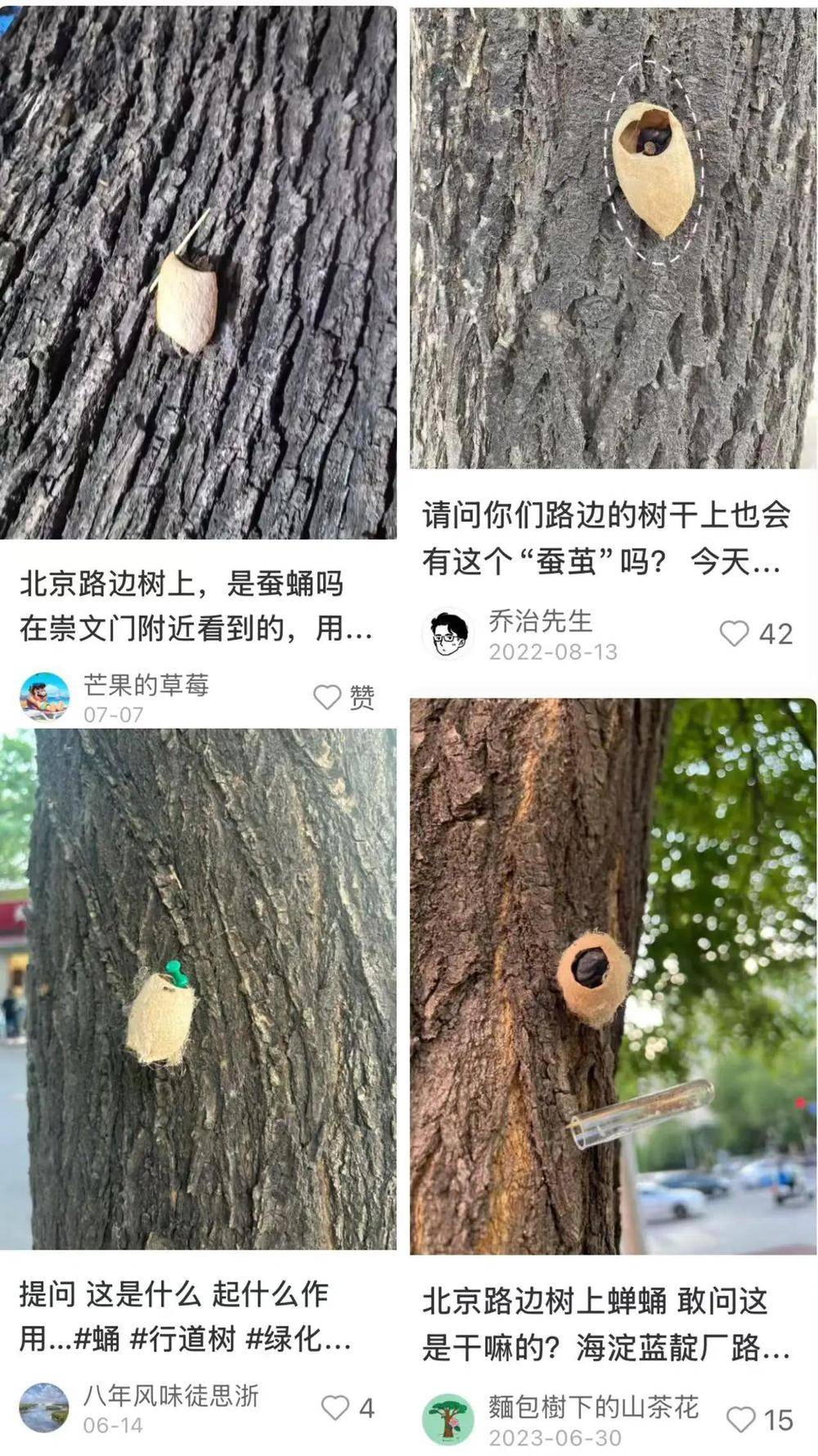 皇冠信用網平台出租_在北京路边看到这种黑色的蛹千万别动 网友：有“编制”