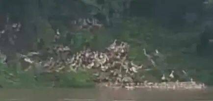 WNBA冠军_武汉惊现奇特一幕WNBA冠军，黑压压一片，有上千只！网友：心疼